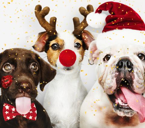 Casey Central pet photos