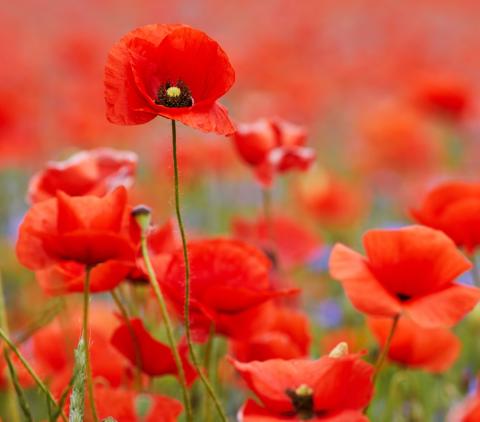 Anzac Day The Pines opening hours 2026