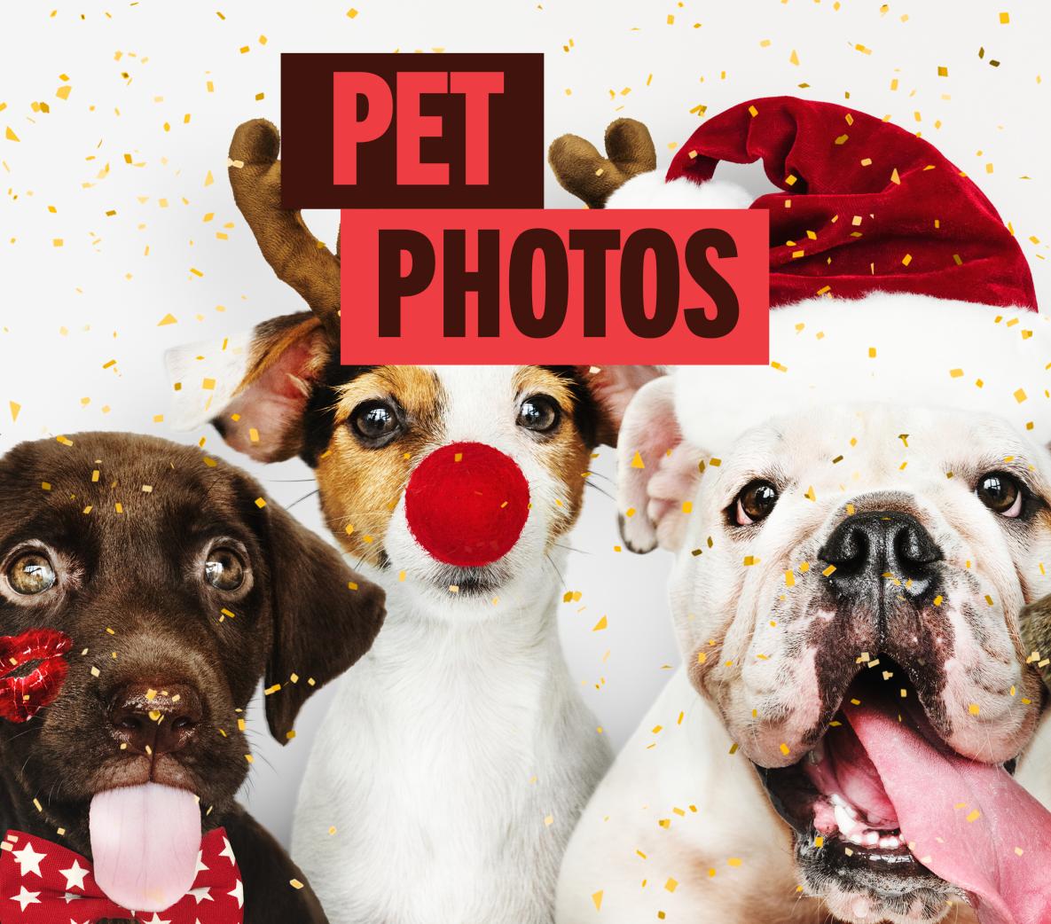 Pet Photos Casey Central